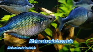 Melanotaenia Lacustris  Rainbow Fish [upl. by Tessi402]