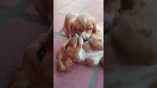 Cachorros cocker spaniel 😍 [upl. by Eustasius]