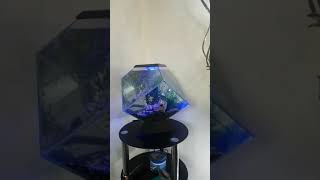 Ciano nexus diamond fish tank [upl. by Fox556]