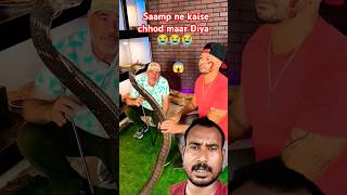 Saamp ne kaise chawal maar Diya snake giantcobra reptiles animals worldsnake funny shorts 😱 [upl. by Inattirb]