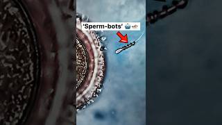 SpermBOTS 🤖🏊🏻‍♂️ Micromotors help sperm motility infertility [upl. by Aeduj]