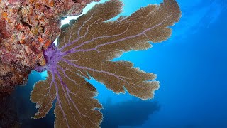 Facts The Sea Fan [upl. by Frulla]