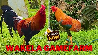 LETS GO TO BEAUTIFUL WAKELA GAMEFARM [upl. by Enaed]