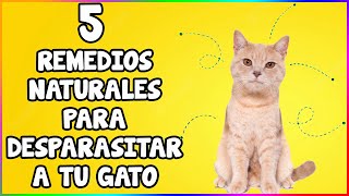 Cómo Desparasitar a Tu Gato 5 Remedios Naturales  SiamCatChannel [upl. by Pate]