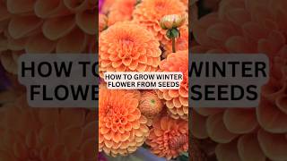 How To Grow Winter Flower From seeds seedsowing winterflowers shorts [upl. by Atinhoj]