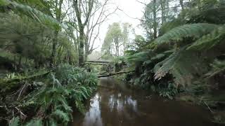 Redwood National Park Victoria Melbourne [upl. by Colpin]