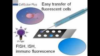 MMI CellEctor Plus Fluorescence on Ampligrid [upl. by Otilia971]