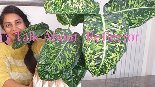 Dieffenbachia ReflectorDumb Cane Care [upl. by Natividad457]