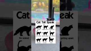 Cat tail speak [upl. by Anila]