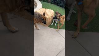 German Shepherd amp Belgian Malanois help puppy with socialization belgianmalinois germanshepherd [upl. by Macur]