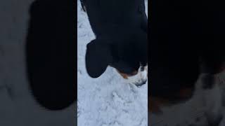 Thor the dog Entlebucher Sennenhund First snow in Urals [upl. by Chrisy]