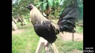 Top Strong Gamefowl Breeds [upl. by Htebazie524]