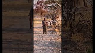 Elephant chasing a man…🐘🤩 goviral wildlife junglesafari southafrica animals india elephant [upl. by Luhem]