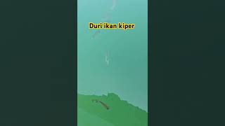 Ikan kiper [upl. by Madison]