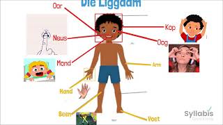 Grade 1 Afrikaans CAPS  Die Liggam The Body [upl. by Henig]