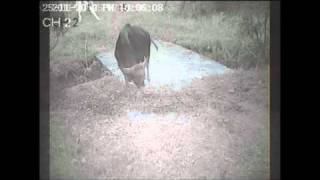 Tiger Trap Footage caught by Tiger Trails Jungle Lodge Tadoba National Park [upl. by Manbahs]