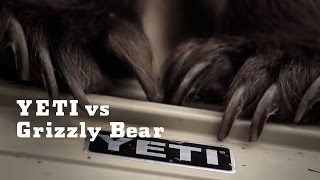 YETI vs Grizzly Bear  YETI Coolers [upl. by Baumbaugh]