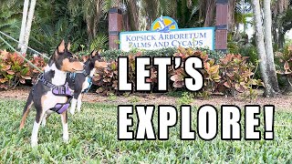 Basenjis Explore Kopsick Arboretum Park [upl. by Gredel]