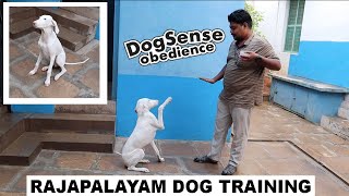 Rajapalayam Puppy 6months oldRAJA Obedience training  Hyperactive Controlled [upl. by Yenttirb]