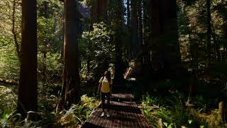 WORLDS TALLEST TREES  REDWOOD NATIONAL PARK  CINEMATIC VIDEO [upl. by Mlehliw30]