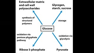 Carbohydrate Metabolism part 1 Glycolysis [upl. by Zetnauq150]