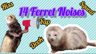 14 Different Noises from Ferrets With Explanations [upl. by Idahs176]