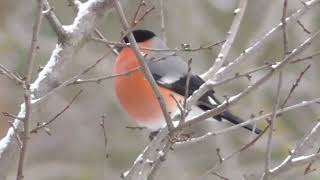 Winter Bullfinches buzzard raven [upl. by Yecaj509]