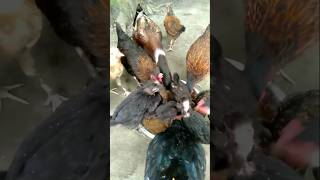 DuckHensPearl HenRooster shorts funny chickendance viral youtubeshorts beautiful [upl. by Zephaniah]