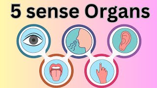 Human sense organs five sense organs  body parts education science organs [upl. by Elahcim297]