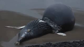 Dead Whale Washes up on Oregon Shore [upl. by Aneerehs148]