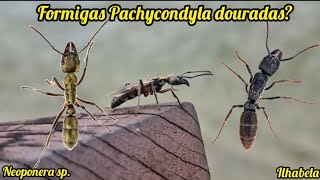 As interessantes formigas Neoponera formigas douradas com picada dolorosa  Ilhabela [upl. by Jannel]