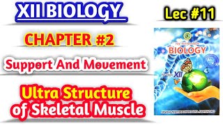 Ultra Structure of skeletal Muscle lec 11 class 12 biology [upl. by Kehsihba800]