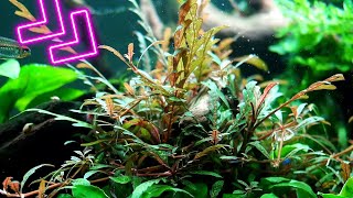 Different ways to grow Hygrophila Pinnatifida in your Aquarium [upl. by Seema253]