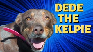 DEDE the Kelpie  Most Loyal Dog  Told By Stuart [upl. by Wilonah830]