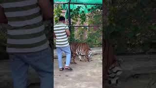 DANGEROUS ⚡ TIGER WITH CUBS 😍🐅🐯 tiger lion nature jungle tigerbaby [upl. by Eriha]