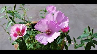 How to grow plant amp care Godetia  Clarkia amoena [upl. by Adah]