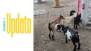 Goat Barn Updates after 1 week [upl. by Particia28]