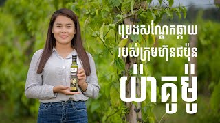 ប្រេងសណ្តែកផ្កាយអូរសោម  Osoam Sacha Ichi Oil [upl. by Yettie]