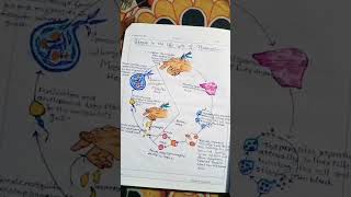 Life cycle of Plasmodium Diagram biology neet diagram lifecycle plasmodium zoology viralshort [upl. by Burnight]