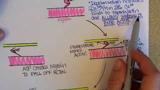 CrossBridge Cycle of Muscle Contraction [upl. by Creath125]