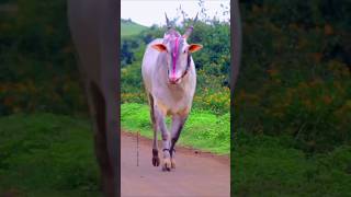 ಖಿಲ್ಲಾರ ಜಾತಿಯ ಹೋರಿ ✌️❤️‍🔥🚩indiacowindianbullindianbullindianarmyindiancomedyyoutube [upl. by Amir]