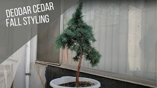 Deodar Cedar Bonsai Styling  Nov 21 [upl. by Eivol]