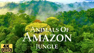 Amazon Jungle 4K Wild Animals of Rainforest Relaxation Film Meditation Music amp Nature Sounds [upl. by Adonis]