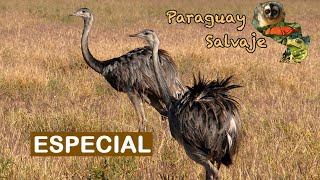 Paraguay Salvaje Especial Ñandú [upl. by Nadine102]