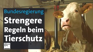 Tierschutzgesetz Aus für ganzjährige Anbindehaltung kommt  BR24 [upl. by Llenoil978]