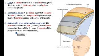 The Scalp Detailed Anatomy  Dr Ahmed Farid [upl. by Naletak]