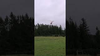 R44 Helicopter Flying Christmas Trees 2023 Part 11 [upl. by Ereveneug]