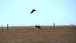 WedgeTailed Eagle Attacks Kangaroo in Sleaford South Australia [upl. by Vilberg]