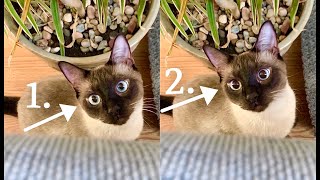 Rapidly Dilating Eyes  Siamese Simon Cat Scares his Human [upl. by Aserehc653]