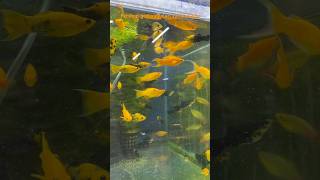 Petshop gezileri kanalımızda 🐠🐟akvaryumbalıkları akvaryumbaliklari lepistes akvaryum fish [upl. by Aviva449]